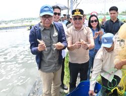 Gubernur Kalteng Tinjau Panen Udang Vaname di Shrimp Estate Sukamara