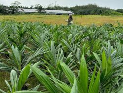 Ribuan Benih Sawit Tersertifikasi di Sukamara dan Pulang Pisau, Pemprov Kalteng Dorong Kualitas Pembibitan
