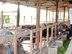 Pengawasan Ketat Jelang Idul Adha, Pasokan Sapi Aman