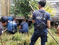 King Cobra Bikin Geger Warga Palangka Raya, Tim Rescue Bertindak Cepat