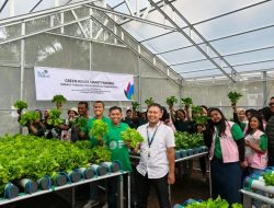 Hidroponik Tenaga Surya PLN Ubah Wajah Desa Gambut