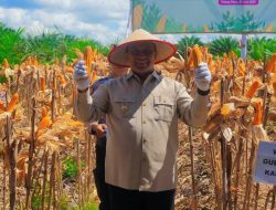 Kalteng Perkuat Ketahanan Pangan Lewat Ekspansi Lahan Jagung