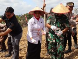 Sinergi Pemkab dan Polres Barito Utara Dorong Petani Tingkatkan Produksi Jagung