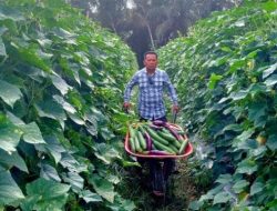 Ardianto Tinjau Lahan Hortikultura Produktif Milik Warga Trinsing