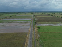 Produksi Beras Kalimantan Tengah 2025 Diprediksi 195 Ribu Ton