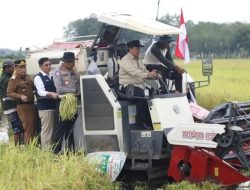 Optimalisasi Lahan di Tahai Jaya Berbuah Panen, Kalteng Mantapkan Peran sebagai Penopang Pangan Nasional