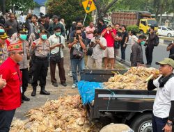 Ayam Mati Jelang Panen, Peternak Kalteng Minta PLN Bertanggung Jawab atas Dampak Pemadaman