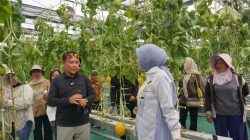 Smart Greenhouse Jadi Etalase Pertanian Modern, Panen Melon Kalteng Tembus 1,1 Ton