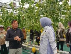 Smart Greenhouse Jadi Etalase Pertanian Modern, Panen Melon Kalteng Tembus 1,1 Ton