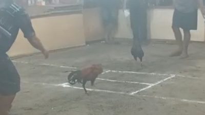MB-AHK Tegaskan Tiwah Bukan Ajang Perjudian, Aktivis Dayak Minta Aparat Bertindak